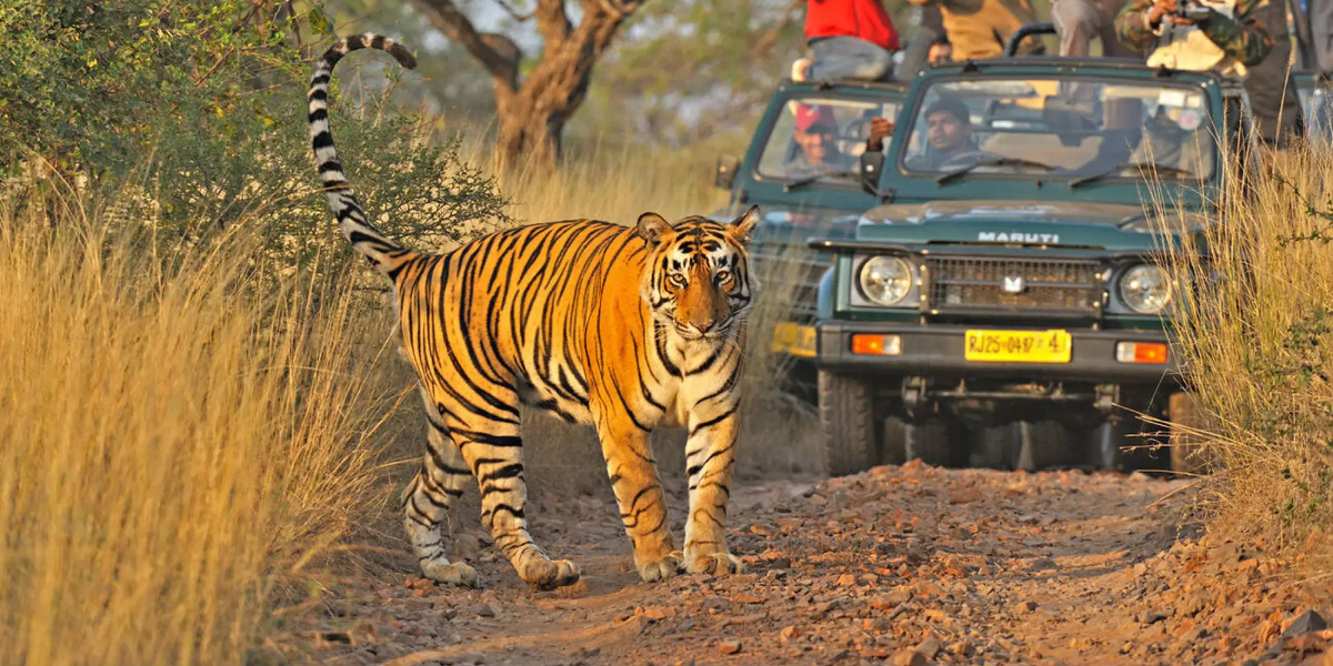 Jeep Safari In Jim Corbett National Park