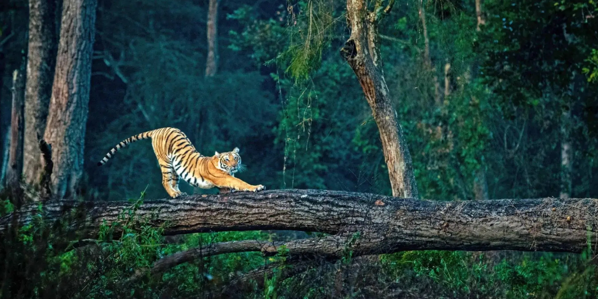 Corbett Tiger Tour In Jim Corbett National Park