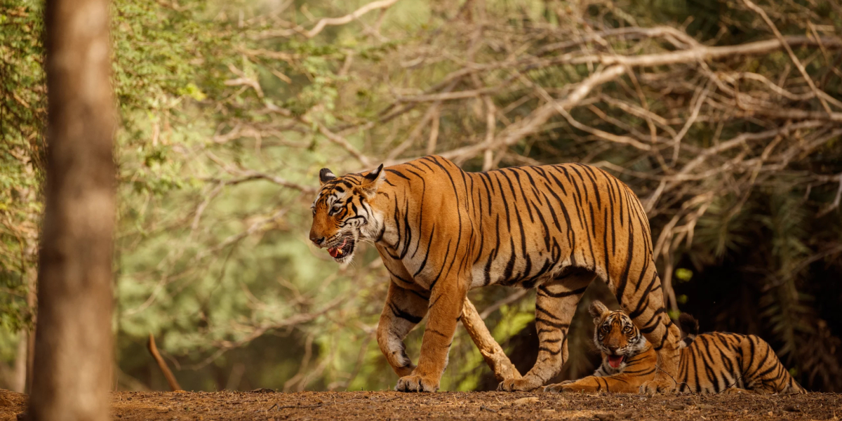 How to Reach Jim Corbett National Park